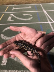 Ambystoma mavortium