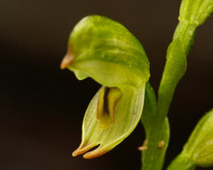 Pterostylis diminuta