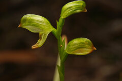 Pterostylis diminuta