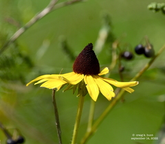 Rudbeckia fulgida