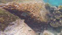 Abudefduf septemfasciatus