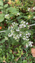 Ageratina altissima