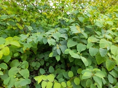 Reynoutria × bohemica