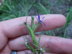 Triodanis leptocarpa