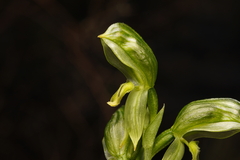 Pterostylis smaragdyna