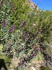 Lobostemon glaucophyllus