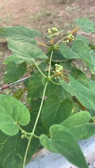 Asclepiadeae