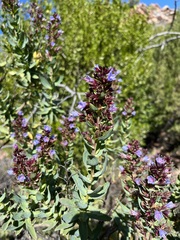 Lobostemon glaucophyllus