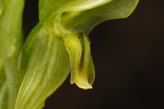 Pterostylis smaragdyna