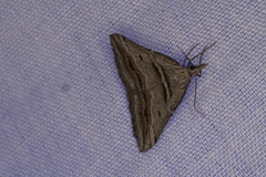 Dichromodes consignata