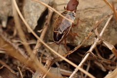 Ectobius sylvestris