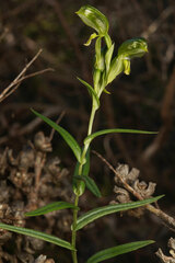 Pterostylis smaragdyna