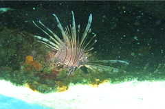 Pterois volitans