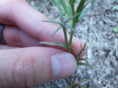 Triodanis leptocarpa