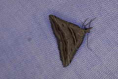 Dichromodes consignata