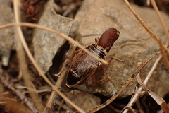 Ectobius sylvestris