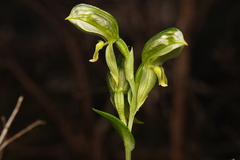 Pterostylis smaragdyna