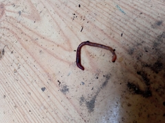 Oligochaeta