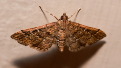 Nacoleia rhoeoalis