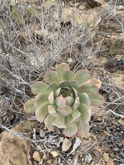 Aeonium