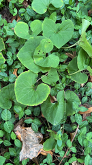 Asarum canadense