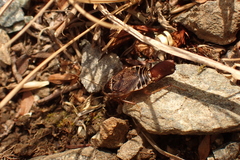 Ectobius sylvestris