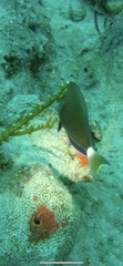 Acanthurus tractus