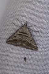 Dichromodes consignata