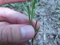 Triodanis leptocarpa