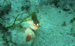Acanthurus tractus