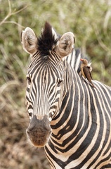Equus quagga chapmani