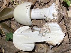 Amanita bisporigera