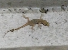 Cyrtopodion scabrum