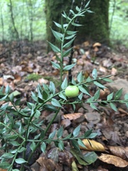 Ruscus aculeatus