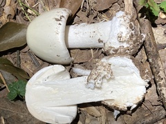 Amanita bisporigera
