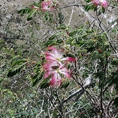 Calliandra selloi