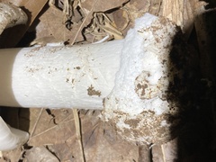 Amanita bisporigera