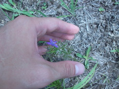 Triodanis leptocarpa