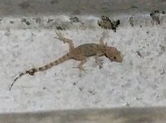Cyrtopodion scabrum