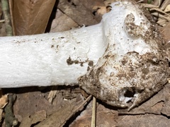 Amanita bisporigera