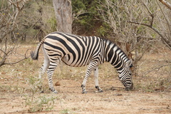Equus quagga chapmani