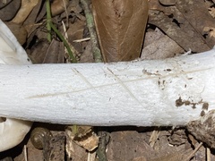 Amanita bisporigera