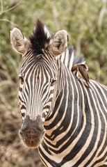 Equus quagga chapmani