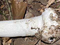 Amanita bisporigera