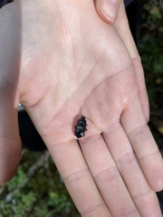 Abax parallelepipedus