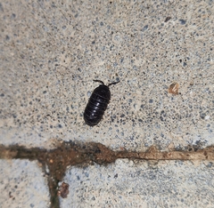 Armadillidium vulgare