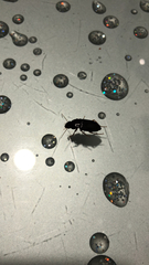 Harpalus rufipes