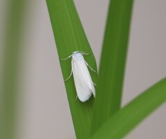 Scirpophaga fusciflua