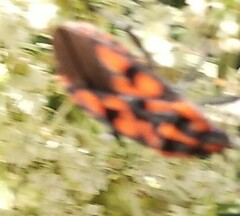 Spilostethus saxatilis