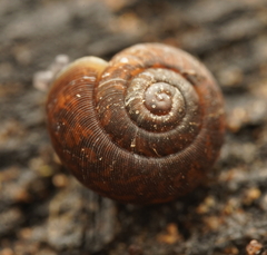 Excellaoma melbournensis